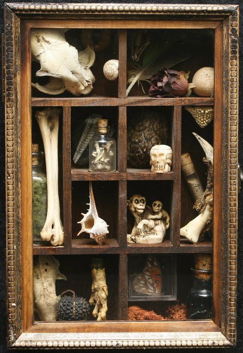 In the Victorian story (which I have absolutely no idea what I'm doing with really) the villain will have a bunch of things like this. Cabinet Of Curiosity, Curiosity Cabinet, Cabinet Of Curiosities, Assemblage Art, Junk Drawer, Arte Horror, Shadow Boxes, Taxidermy, My New Room