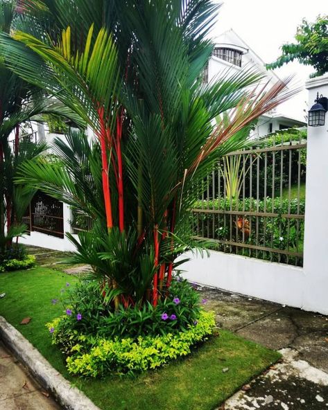 Garden Tropical Ideas, Lipstick Palm, Duck Pool, Hawaii Garden, Tattoo Plant, Palm Garden, Red Palm, Tropical Landscape, Tree Seeds