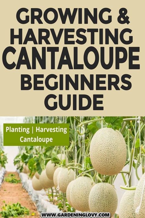 How To Grow Melons, How To Grow Honeydew Melon, Cantaloupe Growing Tips, Cantaloupe Companion Planting, How To Grow Cantaloupe From Seeds, Harvesting Cantaloupe, Cantaloupe Growing, Planting Cantaloupe, 4x4 Raised Garden Bed