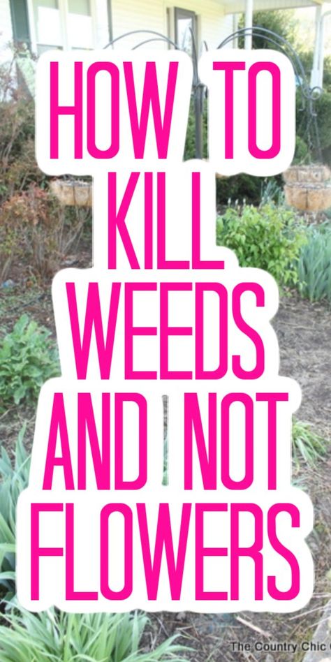 Spray this in your flower beds to kill weeds but leave the flowers alone! Your gardening will be so much easier with this product! #garden #gardening #flowers #flowerbeds #killweeds Kill Weeds Naturally, Killing Weeds, Kill Weeds, Grass Weeds, Garden Escape, Ideas For Front Of House, Garden Remedies, Weeds In Lawn, Garden Weeds