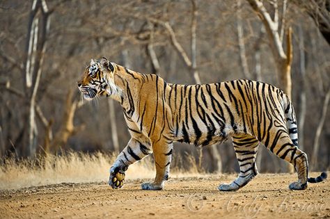 Bengal Tiger by Andy Rouse Cat Anatomy, Tiger Pictures, Exotic Cats, Bengal Tiger, Tiger Art, Most Beautiful Animals, Pretty Animals, Large Cats, Animal Photo