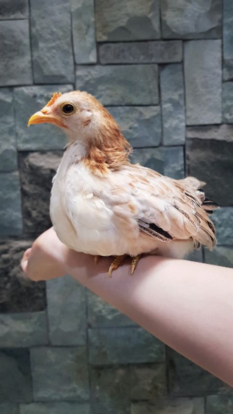 Bantam Chicken (ayam kate) Ayam Kate, Bantam Chicken, Bantam Chickens, Chicken, Animals