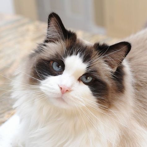 Beautiful!! Bicolor Ragdoll, Ragdoll Cat Breed, Dream's Cat, Long Haired Cats, Ragdoll Kitten, Domestic Cat, Ragdoll Cat, Cats Meow, Beautiful Cat