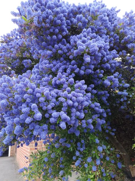 Ceanothus - large evergreen bush/tree. Ceanothus Tree, Evergreen Bush, Dream Backyard Garden, Back Garden Design, Front Yard Garden Design, Front Yard Garden, Backyard Garden Design, Garden Trees, Modern Landscaping