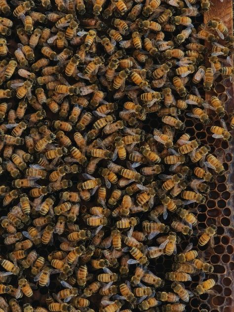 Bee Colony, Farm Life, Bee