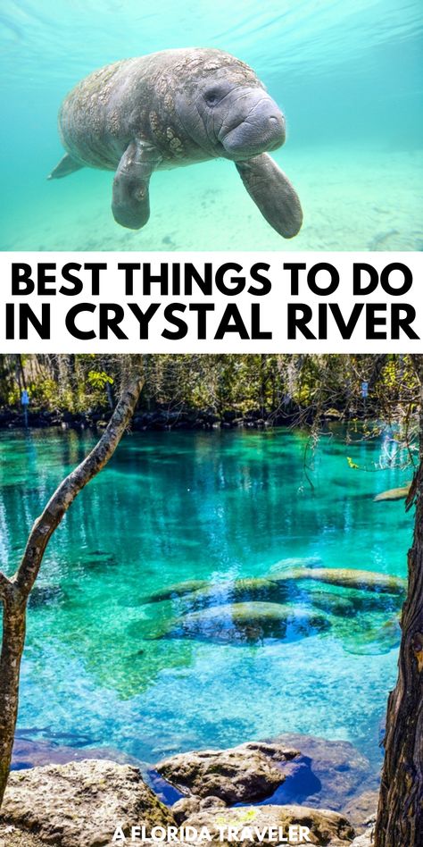 Did you know that you can swim with manatees in Crystla River Florida? Here are all of the best things you can do in Crystal River Florida. Crystal Springs Florida, Three Sisters Springs Florida, Swim With Manatees, Family Tropical Vacation, Ruskin Florida, Crystal River Florida, Best Beach In Florida, Solo Trips, Florida Family Vacation