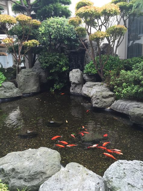 Beautiful #Koi pond in Japan Town San Francisco #serenity San Francisco Japan Town, Japantown San Francisco, Magician's Assistant, Japan Town, Magicians Assistant, San Francisco Pictures, Living In San Francisco, Experience Life, San Francisco Travel