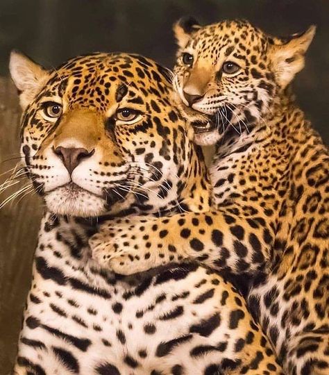 The mother is pretty the child is cute. Both having their time together. Please follow @james.lewin_photography... Tattoo Leopard, Leopard Cub, Cat Tattoos, Baby Leopard, Tiger Cub, Big Cat, Funny Animal Memes, Wildlife Animals, Leopards