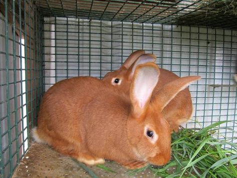 These little guys are sorely tempting me right now. A breeder in Oregon is offering up pedigreed New Zealand Reds and New Zealand Blacks, both of which I want to raise one day, but right now a bree… New Zealand Rabbits, Raising Rabbits, Rabbit Breeds, Rabbit Colors, Me Right Now, Olympic Peninsula, Bunny Pictures, Over The Rainbow, Rabbits