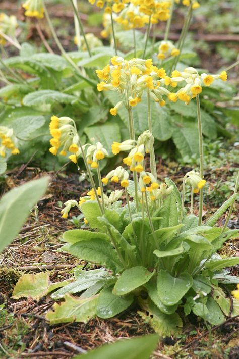 Primula Veris, Deer Proof, British Garden, Relaxing Tea, Forest Garden, Plant List, Botanical Wedding, Simple Pleasures, Herb Garden