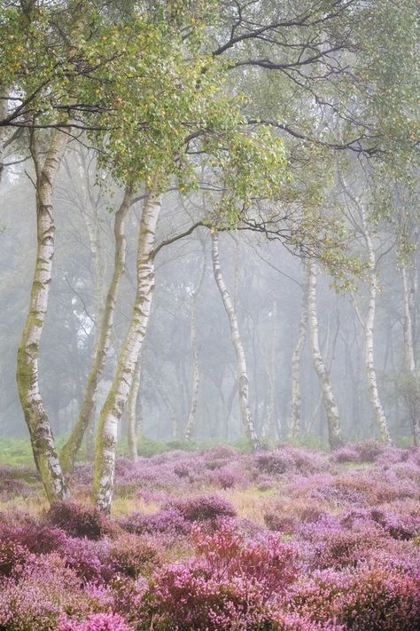 Nature Aesthetic, Lake District, Photography Inspo, Landscape Architecture, Beautiful World, Beautiful Landscapes, Happy Places, Landscape Art, Garden Landscaping