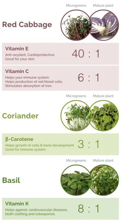 Micro Sprouts, Microgreens Garden, Microgreens Recipe, Aqua Garden, Micro Greens, Nutrition Chart, Growing Microgreens, Vertical Farming, Urban Farm