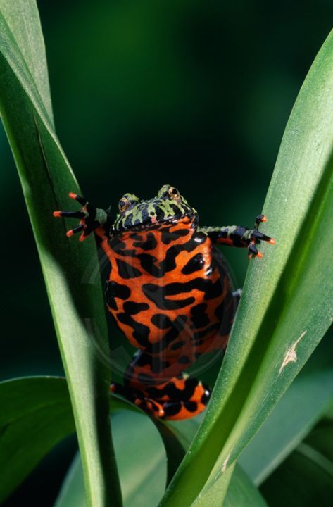 Toad Symbolism, Fire Bellied Toads, Toad On Toadstool, Jesus Lizard, Pet Frog, Toad Frog Photography, Toad Photograph, Side Scroller, Dart Frogs