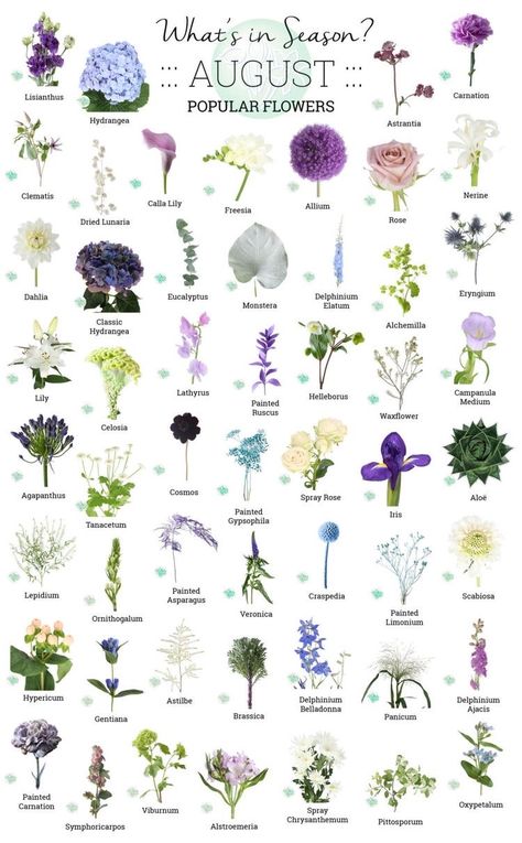 August Wedding Flowers, Flowers In Season, Flower Shopping, August Flowers, Flower Chart, Flower Guide, Popular Flowers, Flower Meanings, August Wedding