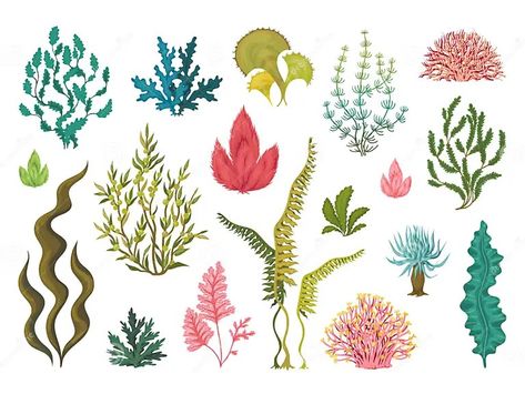 Seaweeds. Underwater Ocean Plants, Sea Coral Elements, Hand Drawn Ocean Flourish Algae, Cartoon Decorative Drawing Stock Vector - Illustration of hand, elements: 147398619 Coral Drawing, Ocean Garden, Ocean Plants, Underwater Ocean, Marine Plants, Sea Plants, Sea Coral, Plant Drawing, Plant Art