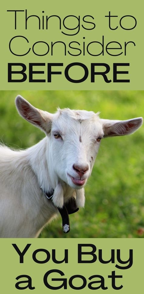 A review of reasons why goats can be a challenging choice for small farms and homesteaders from the blog Rough and Tumble Farmhouse. Goat Feeders, Goat Fencing, Milking Goats, Goat Fence, Milk Goats, Goat Feeder, Goat Health, Goat Milking, Goat Pen