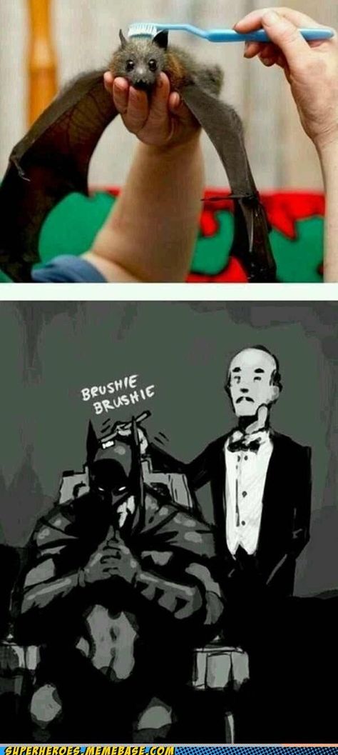 Univers Dc, Im Batman, Dc Memes, Dc Comic, Bruce Wayne, Bat Family, Nightwing, Harley Quinn, Gotham