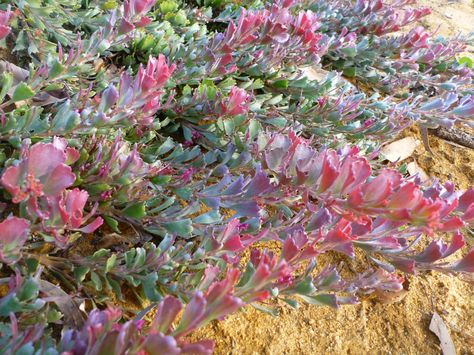 Angus’s Top Ten Australian Groundcovers | Gardening With Angus Small Red Flowers, Stone Terrace, Feeding Birds, Australian Natives, Native Gardens, Australian Native Garden, Flower Flat, Garden Plan, Australian Plants