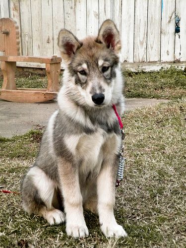 I want a wolamute!! (Alaskan malamute and timber wolf) Wolf Hybrid Dogs, Wolfdog Hybrid, Wolf Hybrid, Hybrid Dogs, Timber Wolf, Wolf Dog, Sweet Dogs, Blue Heeler, Cane Corso