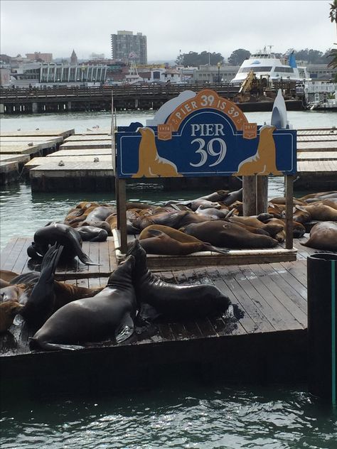 San Francisco Pier 39 harbour seals San Francisco Seals, Pier39 San Francisco, Sanfransico California, Fleet Week San Francisco, San Francisco Pier 39, San Francisco Dinner, San Francisco Pier, San Francisco Summer, Pier 39 San Francisco