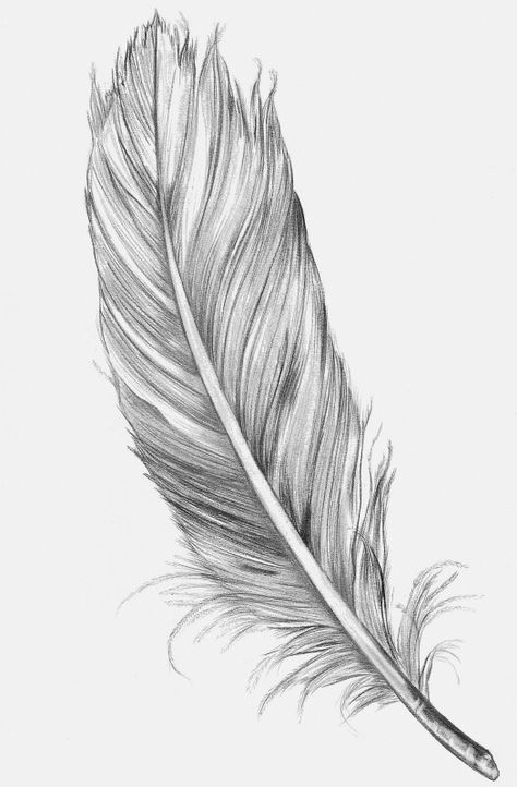 Feather sketch Feather Sketch, Tattoo Feather, Feather Drawing, Feather Tattoo Design, Geniale Tattoos, Feather Tattoo, Feather Art, Feather Tattoos, 수채화 그림