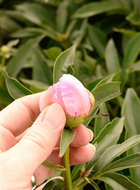 Saving Peony Buds, Peony Buds, Farmhouse Flowers, Yard Plants, Peony Bud, Planting Peonies, Landscape Plants, Patio Pool, Planting Ideas