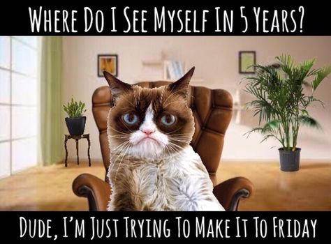 Where Do I See Myself In 5 Year? Dude, I’m Just Trying To Make It To Friday! Grumpy Cat Quotes, Grumpy Cats, Orange Kittens, Cat Jokes, Vet Clinic, Grumpy Cat Humor, Russian Blue Cat, Cat Quotes Funny, Cat Quotes