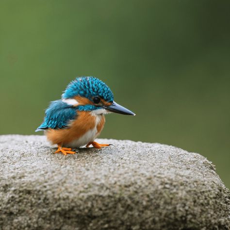 Bird Reference Photos, Aquatic Birds, Water Birds, Kingfisher Bird, Most Beautiful Birds, Pretty Birds, Sea Birds, Colorful Birds, Cute Birds