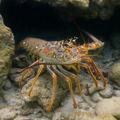 Rainbow Lobster, Water Scenery, Spiny Lobster, Arthropods, Beautiful Fish, Sealife, Belize, Under The Sea, Hen