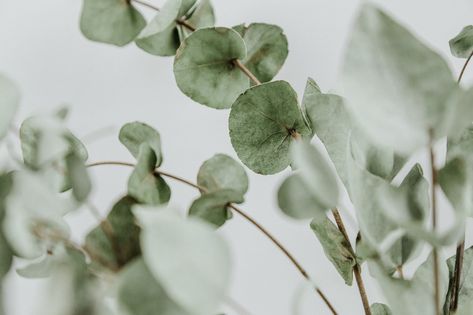 How Long Does Eucalyptus Last in the Shower Feuille Eucalyptus, Mosquito Repelling Plants, Essential Oils Cleaning, Focus Photography, Wallpaper Laptop, Close Up Photography, Eucalyptus Essential Oil, Best Essential Oils, Mosquito Repellent