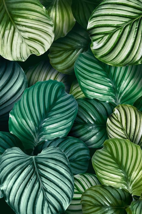 Green natural Calathea Orbifolia leaves | premium image by rawpixel.com / Adj Leaves Texture, Calathea Orbifolia, Leaves Frame, Green Leaf Background, Planting Design, Free Backgrounds, Prayer Plant, Leaf Texture, Plant Wallpaper