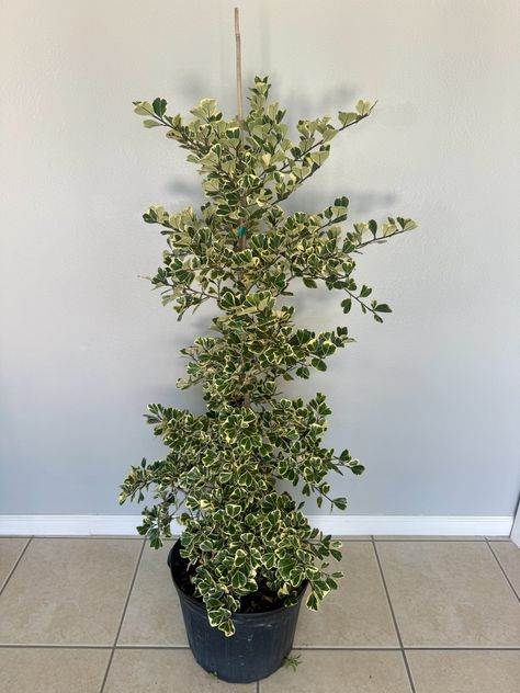 Introducing the stunning Ficus triangularis 'Variegata', a unique and eye-catching addition to any indoor plant collection. This variegated beauty needs water once the top 2-3 inches of soil feel dry, and may lose leaves if underwatered, so be sure to keep an eye on its moisture levels. To help it thrive, high humidity is a must, making it a great choice for bathrooms or kitchens. Place it in a spot with bright, indirect light to keep its variegated leaves looking vibrant and healthy. Bring h... Plant Collection, Indoor Plants, Soil, Plants, Beauty