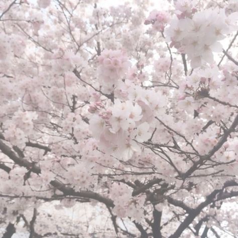 White Sakura Aesthetic, Sakura Widget, Sakura Tree Aesthetic, Icons Pink Aesthetic, Japan Tree, Aesthetic Sakura, Cute Sakura, Sakura Aesthetic, Aesthetic Tree