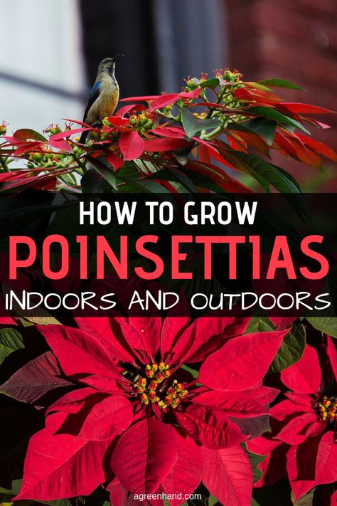 The Christmas poinsettia, Euphorbia pulcherrima, is one of the most popular Christmas houseplants. It is possible to keep the plant through the year. The main factors in caring a poinsettia are light and air, which this plant thrives on. #poinsettia #poinsettiacare #growpoinsettia #agreenhand Poinsettia Care, Poinsettia Plant, Lilac Bushes, Christmas Plants, Holiday Flower, Poinsettia Flower, Christmas Poinsettia, House Plant Care, Winter Garden