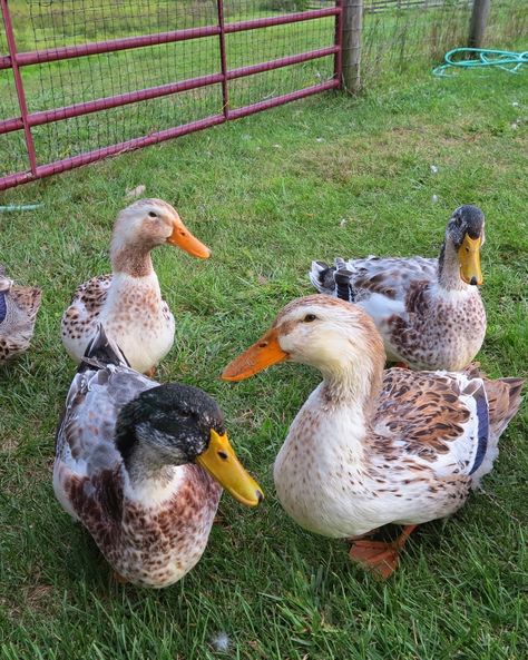 Silver Appleyard Ducks, Nails Acrylic Duck, Appleyard Ducks, Duck Boots Outfit Fall, Pfp Duck, Facts About Ducks, Farm Ducks, Duck Boots Outfit, Aesthetic Bird