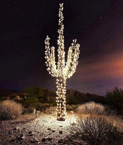 How To Grow Cactus, Succulent Photography, Photography Plants, Cactus Photography, Desert Life, Plants Cactus, Desert Vibes, Succulent Wedding, Mormon Temple