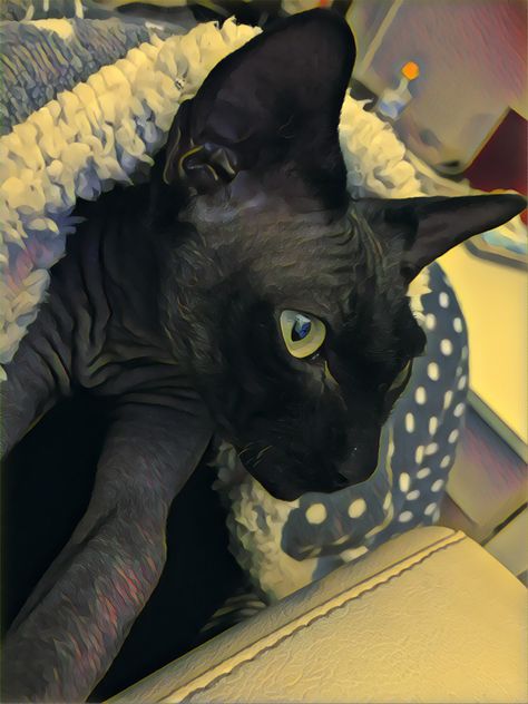 Black Hairless Cat Aesthetic, Hairless Cat Aesthetic, Cute Hairless Cat, Hairless Cats, Sphynx Cats, Cats Pictures, Silly Cats Pictures, Hairless Cat, Sphynx Cat