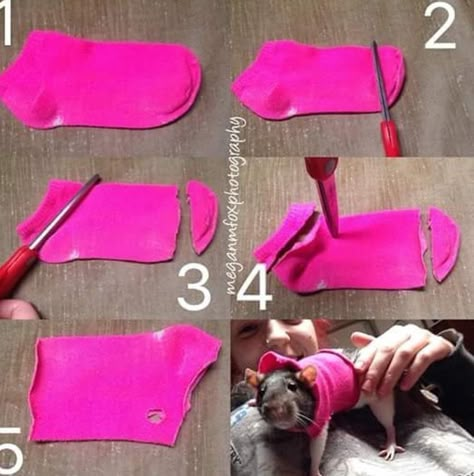 Rat jumper ♥ Pet Rat Cages Diy, Rat Harness Diy, Toys For Rats Diy, Rats Toys Diy, Diy Rats Toy, Rat Ideas Diy, Pet Rats Cages Diy, Diy Rat Toys Homemade, Guinea Pig Toys Diy Homemade