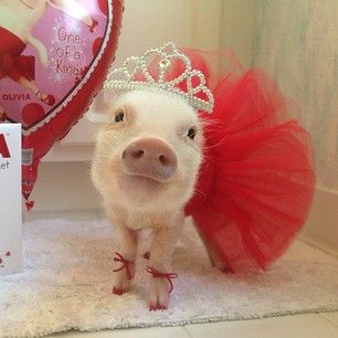 SHE WOKE UP LIKE THIS. | This Pig Has A Better Wardrobe Than You Do Teacup Piggies, Pig Pics, Miniature Pigs, Micro Pigs, Teacup Pigs, Pig Pictures, Cute Piglets, Funny Pigs