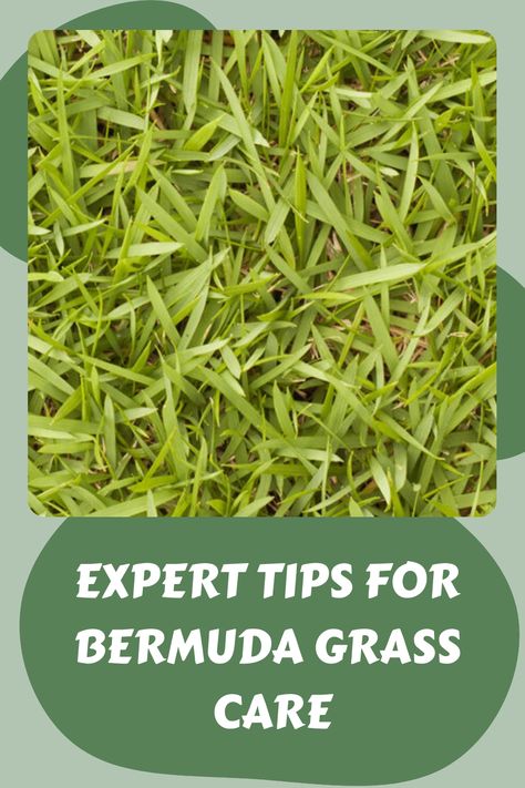 Close-up view of Bermuda grass with overlaid text: "Expert Tips for Bermuda Grass Care". Bermuda Grass Care Tips, Bermuda Grass Lawn, Bermuda Grass Seed, Grass Fertilizer, Bermuda Grass, Lawn Care Tips, Types Of Grass, Herbaceous Border, Healthy Lawn