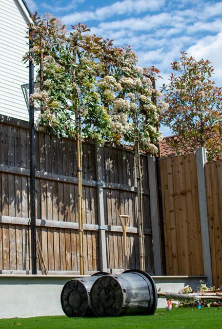 Red Robin Tree, Garden Screening Ideas, Front Yard Courtyard, Pleached Trees, Photinia Red Robin, Colchester Essex, Sound Barrier, Hedging Plants, Home Extension