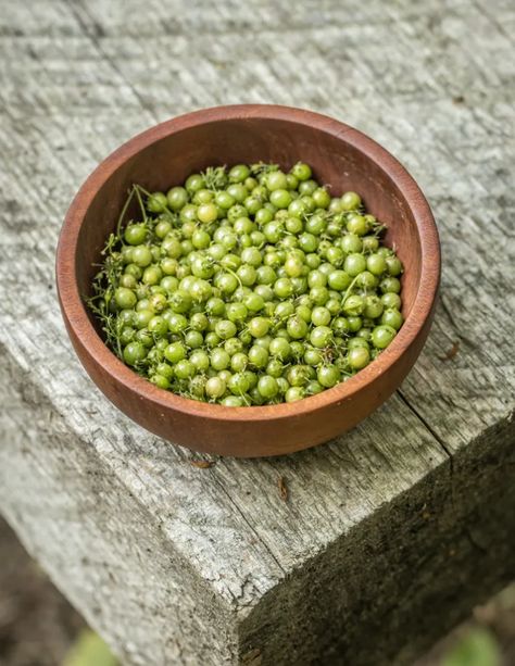 Cooking with Green Coriander or Unripe Cilantro Seeds Forager Chef, Cooking Mushrooms, Mushrooms Wild, Cilantro Seeds, Fermented Pickles, Spicy Corn, Foraging Recipes, Corn Seed, Herb Recipes