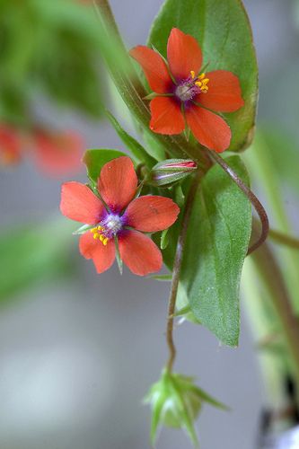 Pimpernel Flower, Anagallis Arvensis, Botanical Study, Goth Garden, Backyard Plants, Subtle Beauty, Alpine Plants, Unusual Plants, Abstract Flower Painting