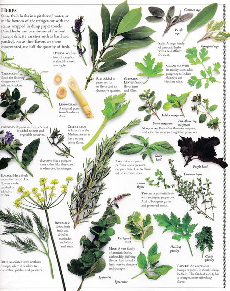 Natural Apothecary, Herb Benefits, Cleansing Herbs, Herbs Illustration, Fruit List, Healing Remedies, Nice Food, Magic Herbs, Plant Book