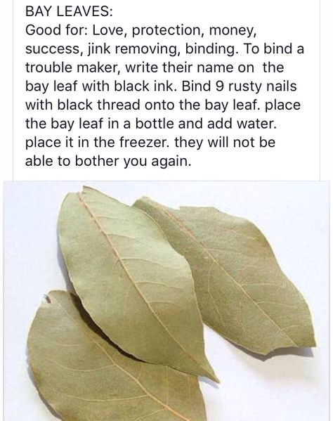 Bay Leaf Magic Spells, Bay Leaves Uses Witchcraft, Bay Leaf Banishing Spell, How To Use Bay Leaves In Spells, Bay Leaf Protection Spell, Spells With Bay Leaves, Bayleaf Love Spell, Bay Leaf Money Spell, Bayleaf Magic