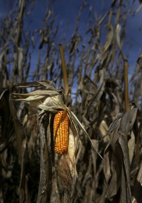 Last year, drought wilted Missouri farmland. This year, heavy rain is ruining fields. Corn Farm Aesthetic, Wheat Farm Aesthetic, Iowa Corn Fields, Rice Crop, Farmers Working In Field, Haunted Corn Field, Corn Crop, Vegetable Animals, Crop Field