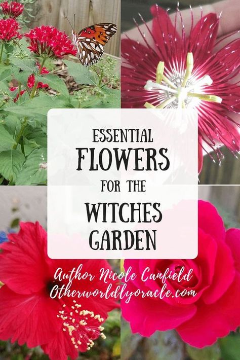 Every witch has her garden. Here are the essential flowers for the witches garden: rose, sunflower, moonflower, pentas, and more. Witches Flower Garden, Moonflower Garden, Witchy Flowers, Magickal Plants, Witchy Corner, Plant Magick, Spooky Garden, Hedge Witchery, Witches Garden