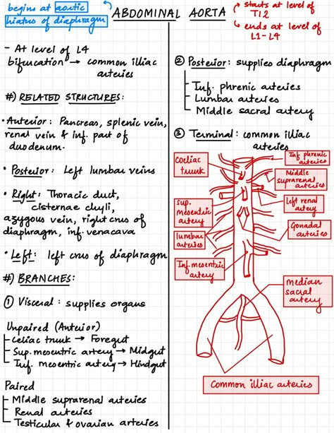 Abdominal aorta and it's branches Abdominal Aorta Branches, Aorta Branches, Aorta Anatomy, Abdominal Anatomy, Abdominal Aorta, Physical Therapy School, Diagnostic Medical Sonography, Medical School Life, Nursing School Motivation