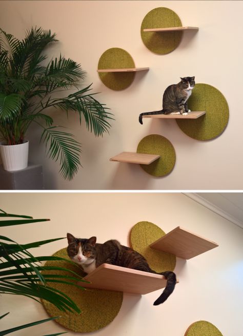 Cat Diy Furniture, Cat Wall Ideas, Diy Cat Wall Ideas, Diy Cat Wall, Cat Walls, Diy Cat Shelves, Cat Decorations, Cat Climbing Wall, Cat Furniture Design