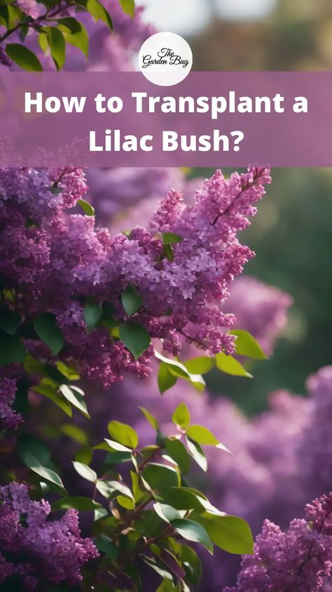 Discover the essential steps and techniques for transplanting lilac bushes with confidence and care! Learn when and how to prepare your lilac bush for relocation, including selecting an ideal transplant site, digging up the plant with minimal root disturbance, and ensuring proper handling during the transplant process. Explore tips for timing your transplant, preparing the new planting hole, and providing post-transplant care to encourage root establishment and minimize stress. #LilacBush Transplanting Lilac Bush, Transplant Lilac Bush, Bloomerang Lilac, Common Lilac, Big Bush, Lilac Plant, Lilac Bush, Lilac Bushes, Lilac Tree